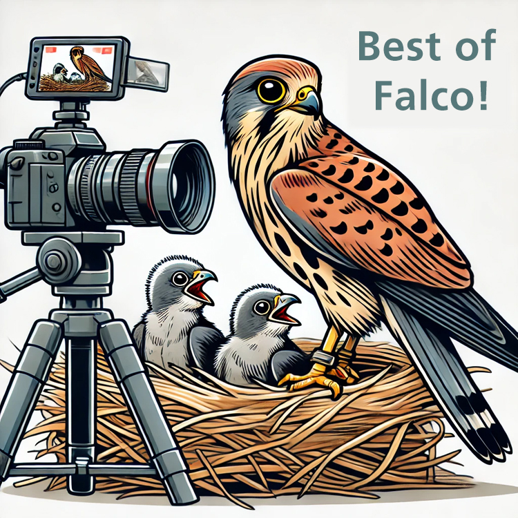 Falco & Family - Live aus der Kläranlage